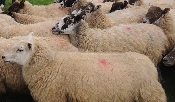 AUV me detaje rreth importit të kafshëve të gjalla dhe shpezëve nga Shqipëria