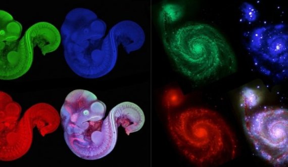 NASA dhe Nikon krahasojnë universin me jetën mikroskopike