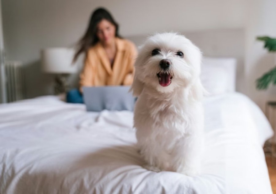 Këto raca qensh nuk i lëshojnë qimet