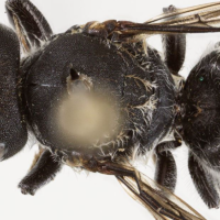 Një specie e re blete e quajtur 'Lucifer' është zbuluar 