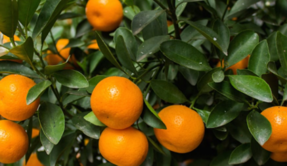 Ja si të dalloni mandarinat e mira nga ato të këqijat