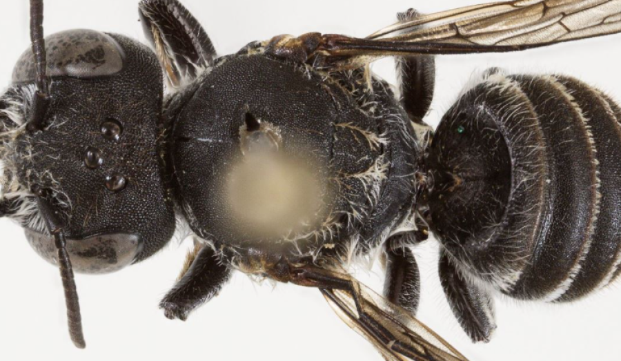 Një specie e re blete e quajtur 'Lucifer' është zbuluar 